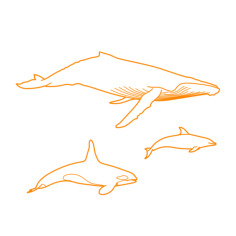 Animals Cetaceans Outline Icon Svg Set, Free Vectors File